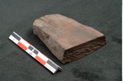 Foto (Seitenansicht) von Plantae indet.  (NHMW-GEO-2024-0188-10476)